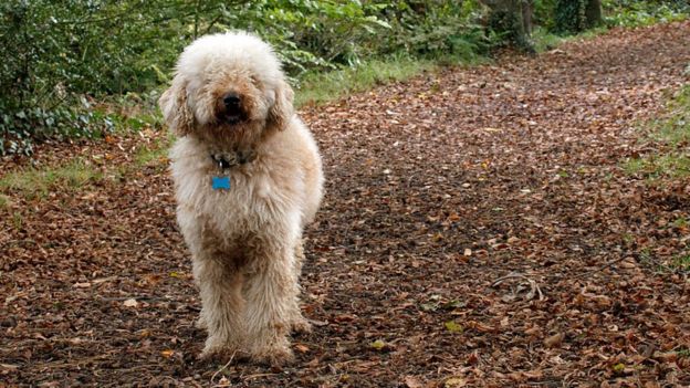 Labradoodle na natureza