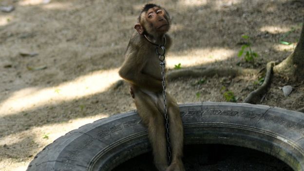 Monkey chained to a tyre