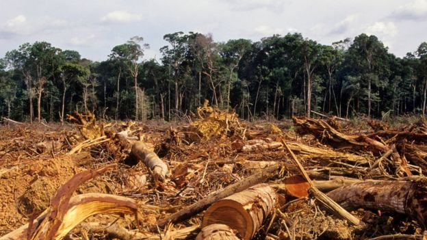 Ãrea de floresta derrubada