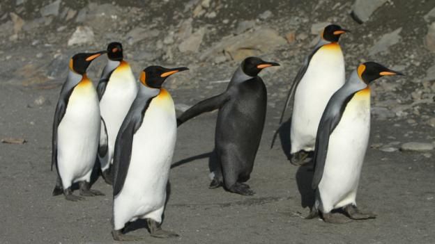 Pengwiniaid