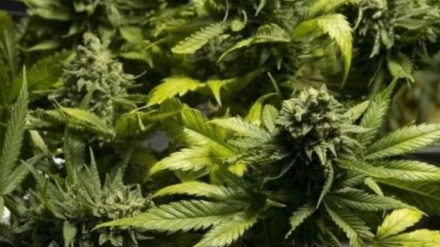 இலங்கையில் 10,935 மில்லியன் ரூபாய் பெறுமதியான கொக்கேன் அழிப்பு