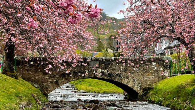 Beautiful displays as spring blooms across the UK - BBC Weather