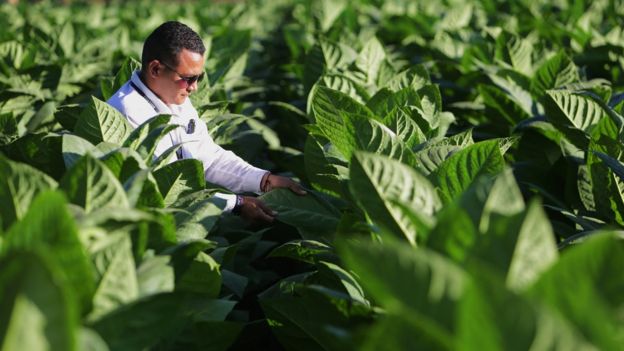 Plantación de hojas de tabaco.