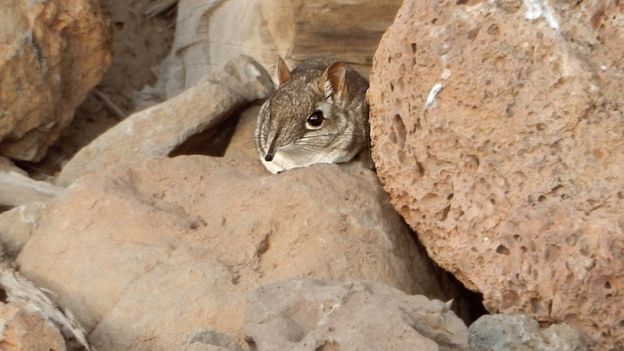 Somali sengi