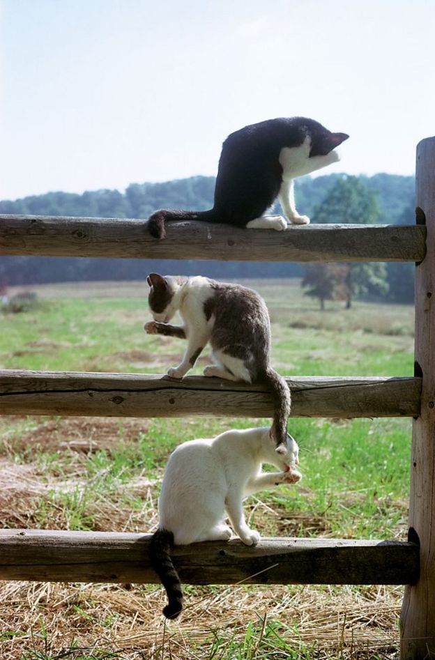 Коти