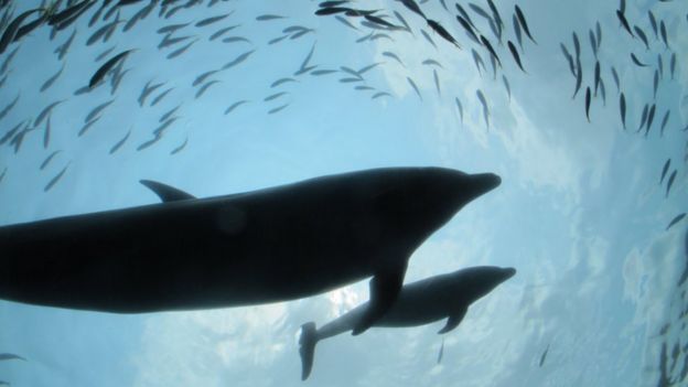 Foto de peixes debaixo d'água