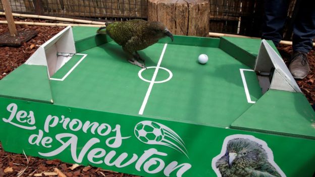 Newton, el loro, predijo la victoria de Francia sobre Uruguay. ¿Será?