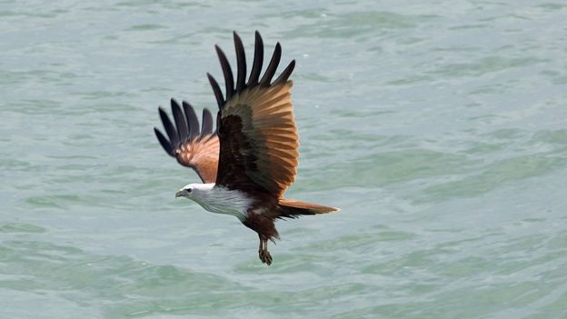 கருடன் அல்லது செம்பருந்து.