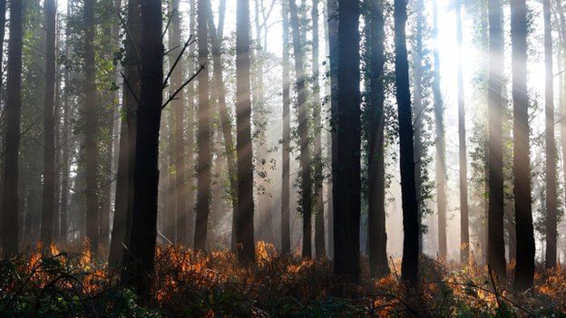 woods in Hampshire