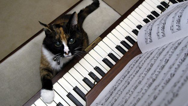 cat playing the piano