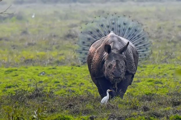 A rhino with peacock feathers behind it
