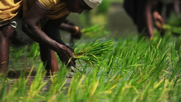 நாற்று நடும் விவசாய கூலிகள்