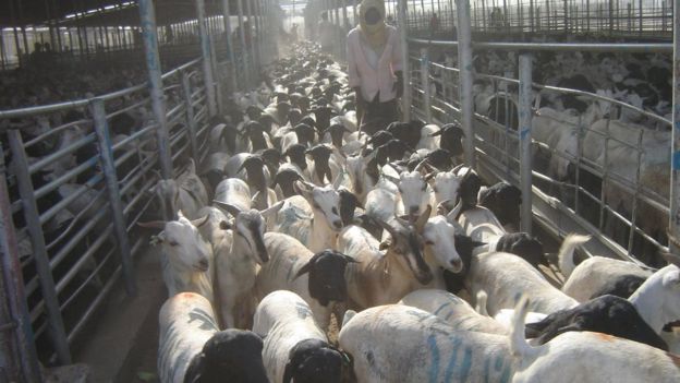 Maxjarka xoolaha ee dekedda Berbera