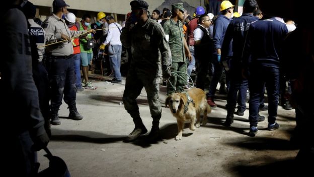 Um soldado com um cão sniffer na escola primária Enrique Rébsamen na Cidade do México, 19 de setembro
