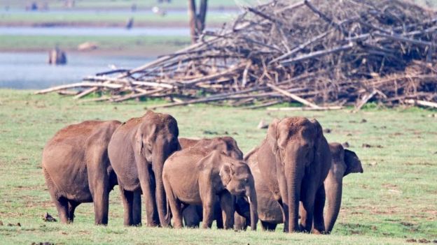 Elephants in Nagarhole national park in Southern India