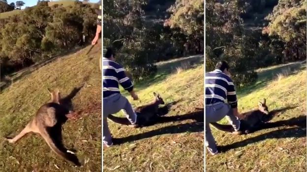 Man arrested in Melbourne after 'abhorrent' kangaroo killing - BBC News