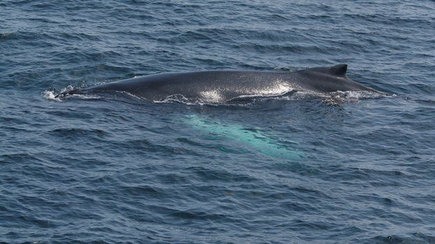 'Rise' in humpback whale sightings off western Scotland - BBC News