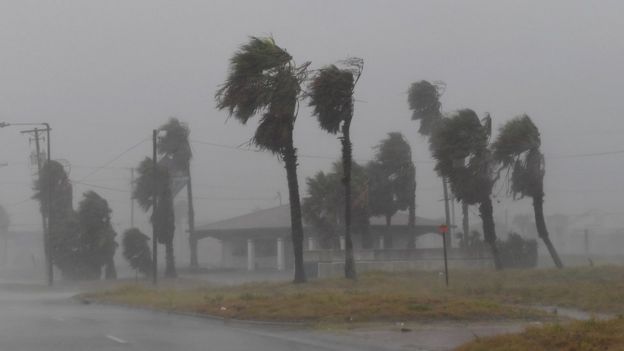 Árboles zarandeados por las ráfagas del viento durante el huracán Harvey.