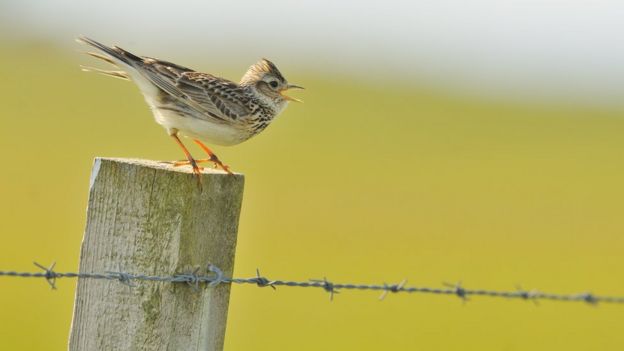 Skylark