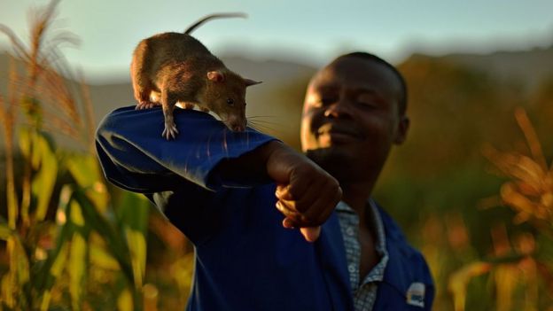 An Apopo handler carries a giant African pouched rat on his arm during mine detection training