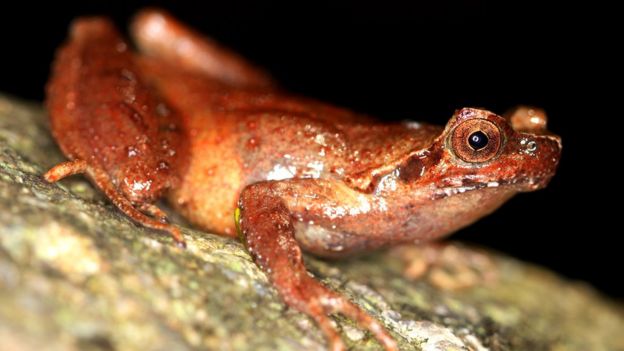 Fansipan horned frog adult