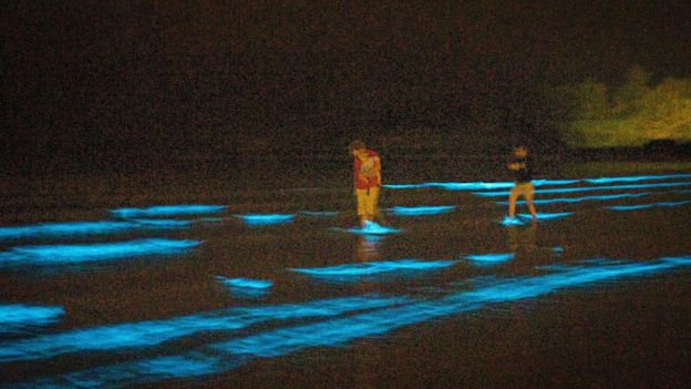 Bioluminescent plankton light up Cork beach _113986218_1d5590a3-4857-4af7-89a5-2eac5e7caccb