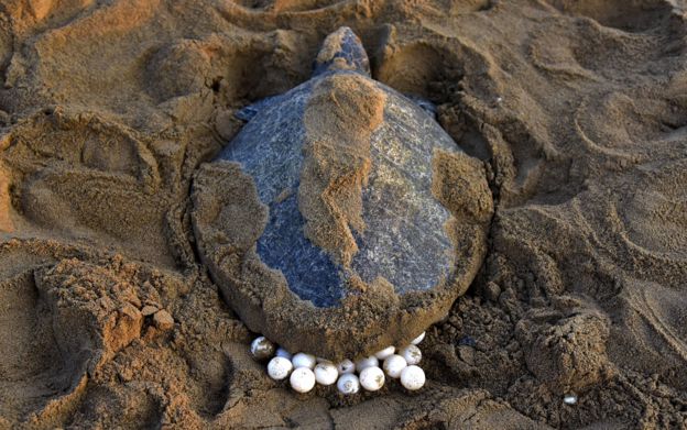 An Olive Ridley Turtle lays her eggs at Rushikulya Beach on 16 February, 2017.