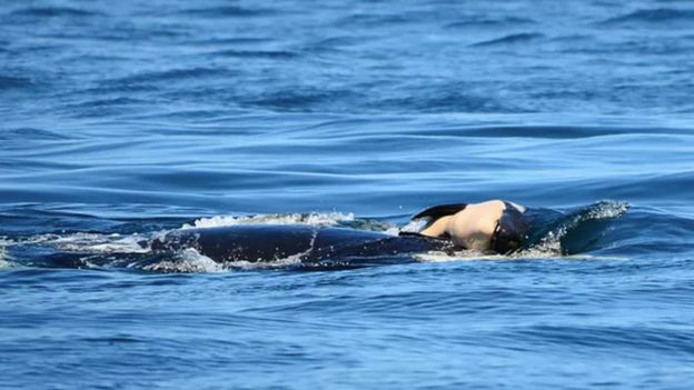 Orca madre sostiene a su cría muerta.