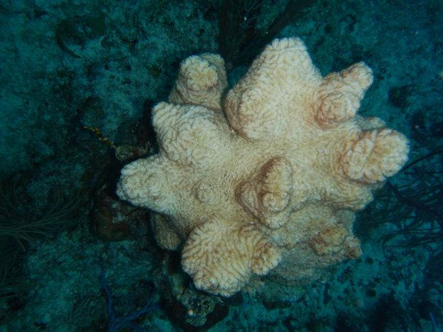 Dead maze coral in West Caicos