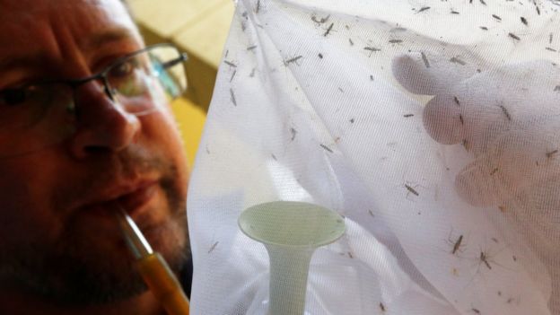 Agente examina mosquitos no parque Anhanguera, em São Paulo