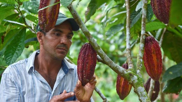 Cacao y chocolate, ambas palabras proceden del náhuatl.