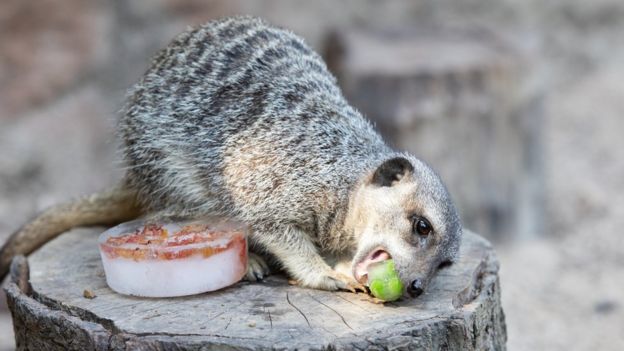 A meerkat enjoys a frozen pea at London Zoo during the heatwave