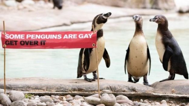 7800 Gambar Hewan Penguin HD Terbaru