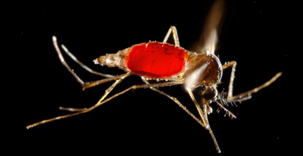 Mosquito (Aedes aegypti)