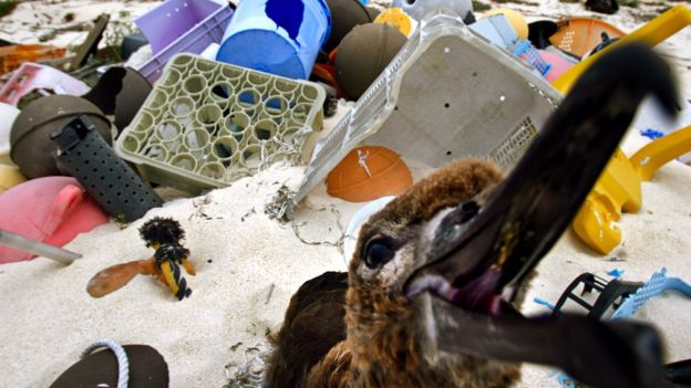 Imagem mostra ave cercada por lixo de plástico