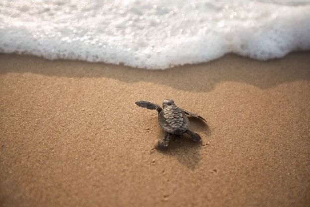 In Pictures Indias Sea Turtles Return Home To Breed Bbc News 