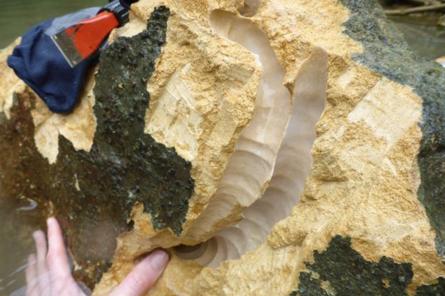 Rocas con los agujeros donde se encontraban los moluscos