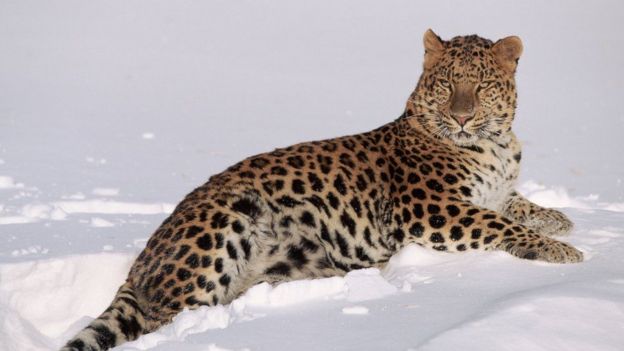 Leopardo del Amur