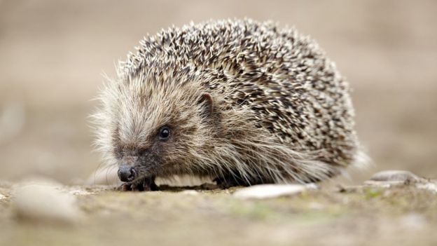 Sniffer Dogs To Search For Rogue Island Hedgehogs On Barra - Bbc News