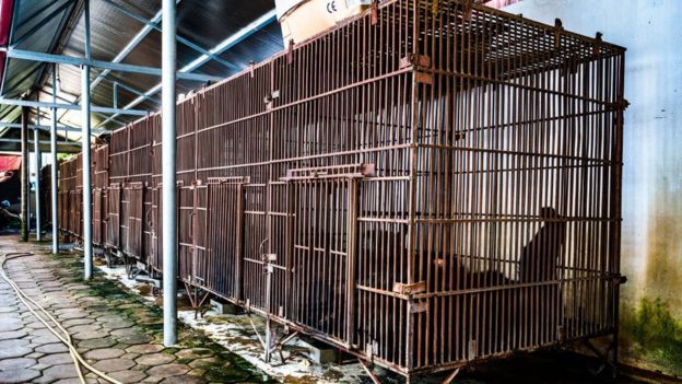 Gấu nuôi lấy mật trong những chuồng nhốt bị giới vận động phê phán là chật hẹp, tệ hại ở Việt Nam