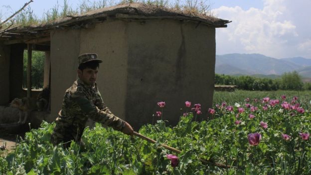 An Afghan security personnel destroys an illegal poppy crop on the outskirts of Badakhshan on 17 May
