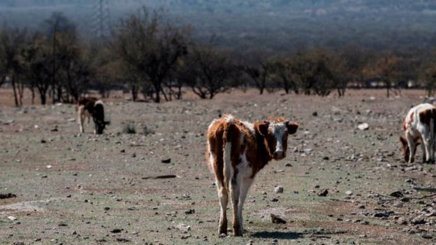 Animais em pasto ressecado, durante a seca no Chile