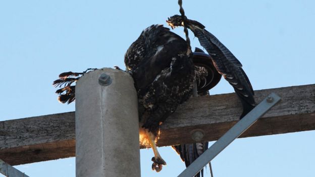 Águia electrocutada em um poste electricidade