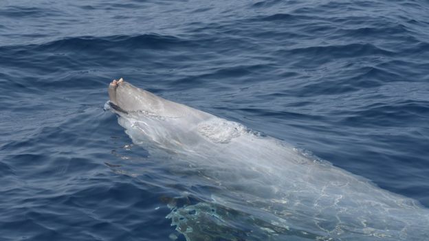beaked whale