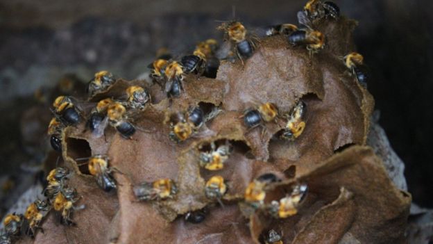 Colmeia de abelha nativa sem ferrão na Chácara João do Mel, em Belterra