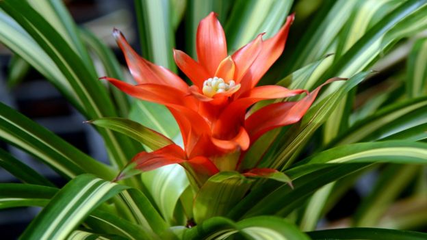 Planta bromelia con flor roja