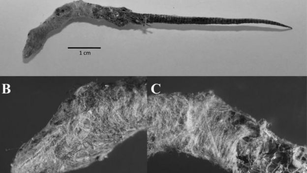 Lagarto nativo parcialmente envolto na seda da falsa-viúva-negra