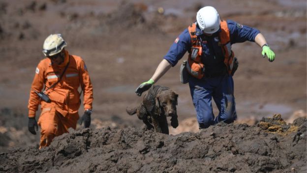 Chewbacca, cão da brigada de bombeiros de SC, ajuda a procurar vÃ­timas do rompimento da barragem