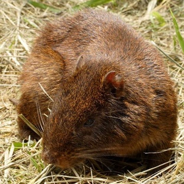 Jamaican Hutia