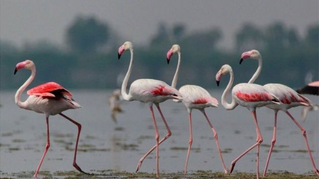 ÙÙØ§ÙÛÙÚ¯ÙÙØ§Û Ø§Ø² ÙÙØ§Ø·Ù Ø´ÙØ§ÙÛ Ú©Ø±Ù Ø²ÙÛÙ Ø¨Ù Ø§ØµÙÙØ§Ù Ø±ÙØªÙâØ§ÙØ¯